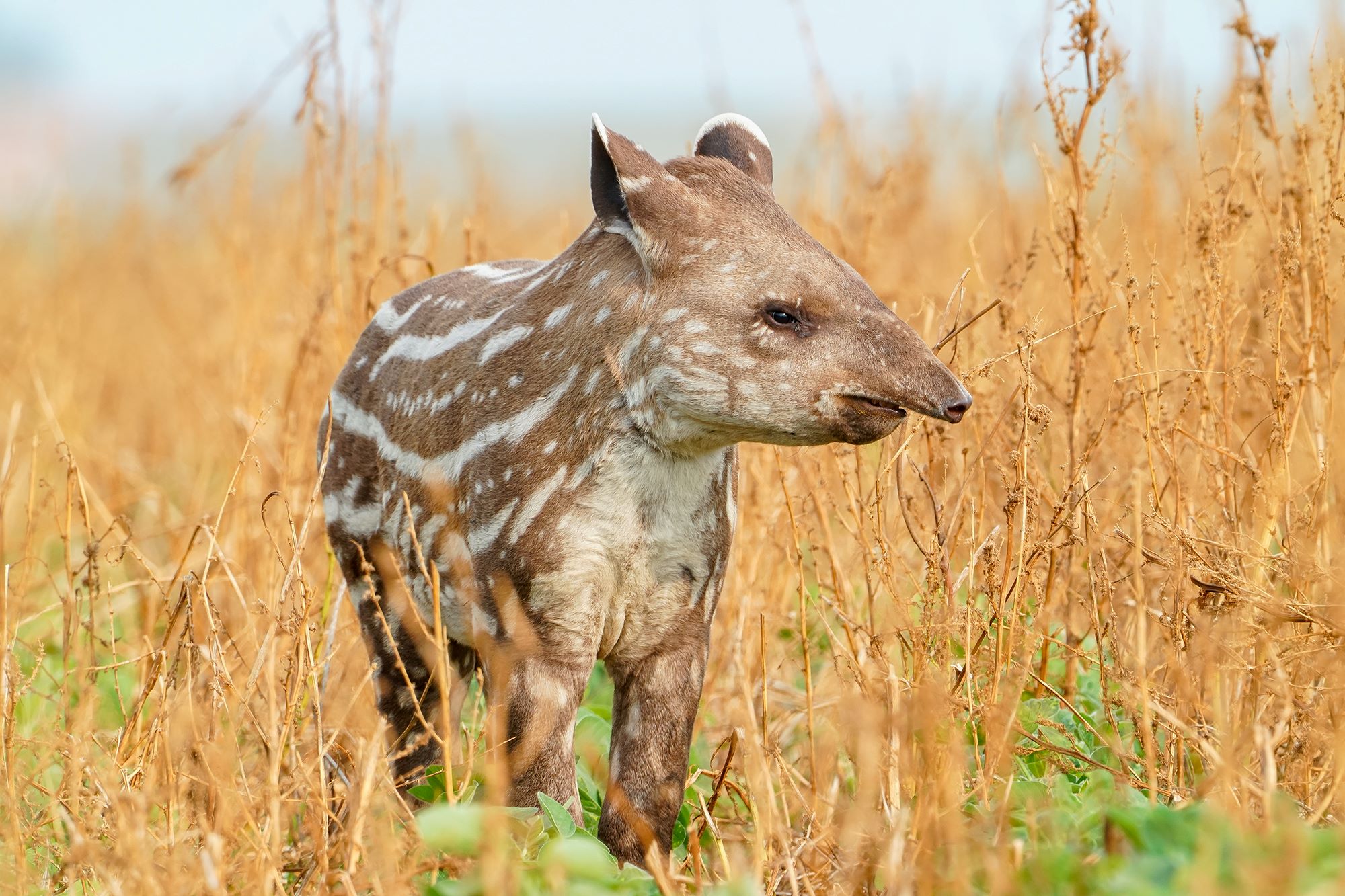 The Tapir